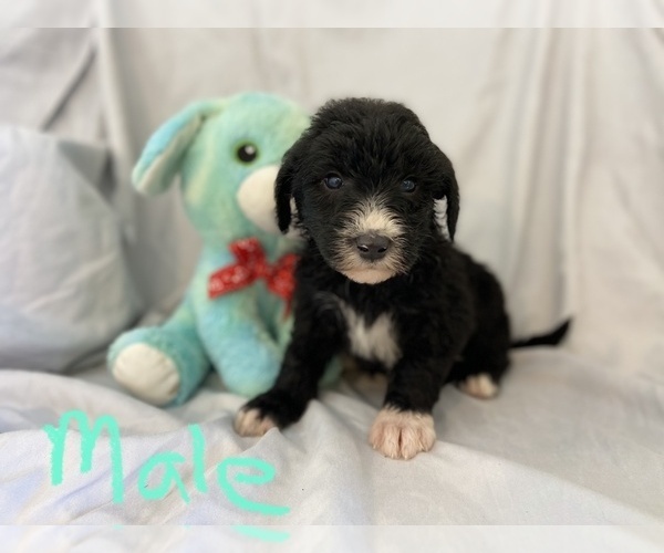 Medium Photo #1 Sheepadoodle Puppy For Sale in MONTEVIEW, ID, USA