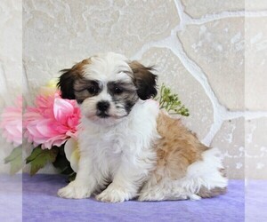 Zuchon Puppy for sale in GORDONVILLE, PA, USA
