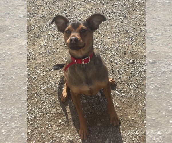 Medium Photo #2 Rat Terrier Puppy For Sale in Evansville, IN, USA