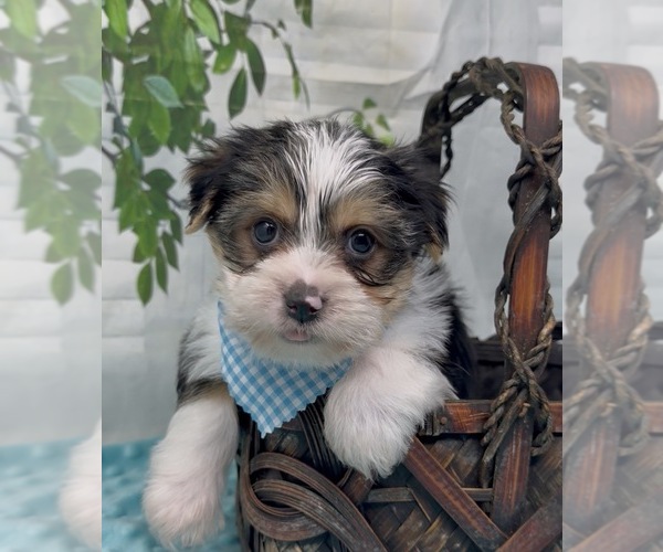 Medium Photo #22 Shorkie Tzu Puppy For Sale in SELLERSBURG, IN, USA
