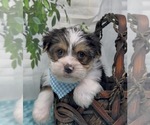 Small Photo #22 Shorkie Tzu Puppy For Sale in SELLERSBURG, IN, USA