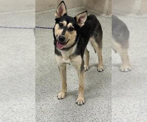 Gerberian Shepsky Dogs for adoption in Conroe, TX, USA
