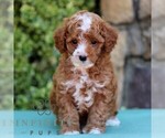 Small #2 Cavapoo