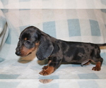 Small #7 Dachshund