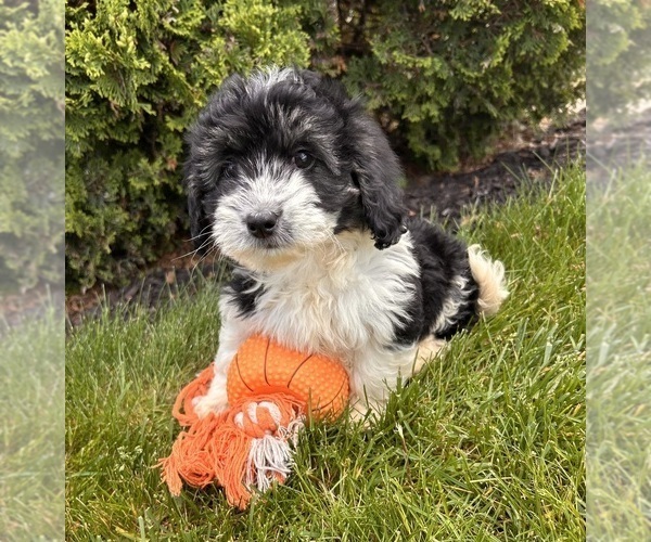 Medium Photo #2 Poo-Ton Puppy For Sale in MIDDLEBURY, IN, USA
