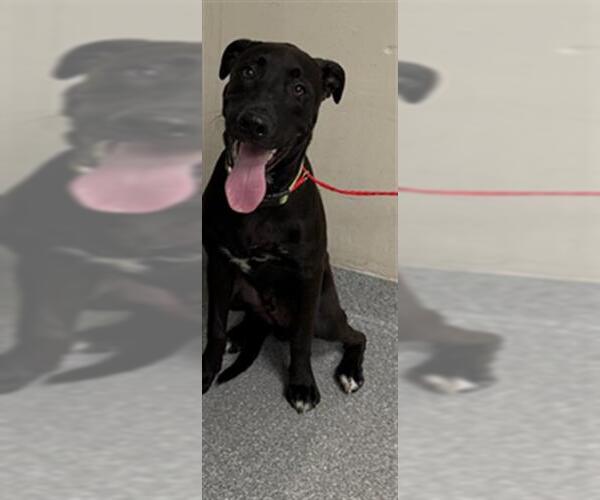 Medium Photo #1 Labrador Retriever-Unknown Mix Puppy For Sale in Pasadena, TX, USA