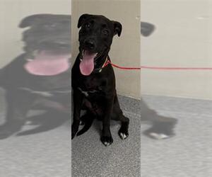 Labrador Retriever-Unknown Mix Dogs for adoption in Pasadena, TX, USA