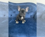 Small Photo #45 French Bulldog Puppy For Sale in LAS VEGAS, NV, USA