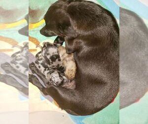 Mother of the Chiranian puppies born on 05/22/2020