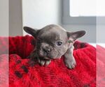 Small Photo #4 French Bulldog Puppy For Sale in LANCASTER, PA, USA