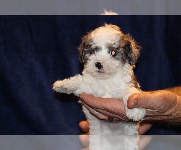 Medium Photo #10 Poodle (Toy) Puppy For Sale in DYERSBURG, TN, USA