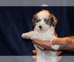 Small Photo #10 Poodle (Toy) Puppy For Sale in DYERSBURG, TN, USA