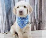Small Photo #8 Labradoodle Puppy For Sale in FAIR OAKS, CA, USA
