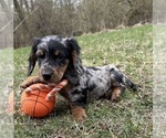 Small Photo #2 Dachshund Puppy For Sale in MIDDLEBURY, IN, USA
