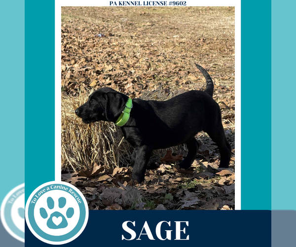 Medium Photo #2 Golden Retriever-Great Dane Mix Puppy For Sale in Kimberton, PA, USA