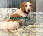 Small Beagle