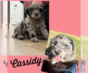F2 Aussiedoodle Puppy for sale in OLIVE BRANCH, MS, USA