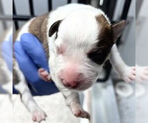 German Shepherd Dog Dogs for adoption in Houston, TX, USA