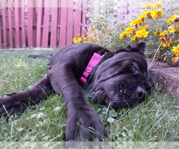 Medium Photo #2 Mutt Puppy For Sale in Belleville, MI, USA