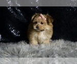 Small #3 Morkie