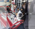 Small #1 Basset Hound-Rat Terrier Mix