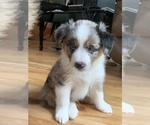 Small Photo #3 Miniature Australian Shepherd Puppy For Sale in GLOUCESTER, VA, USA