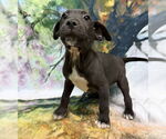Small #1 American Pit Bull Terrier-Labrador Retriever Mix