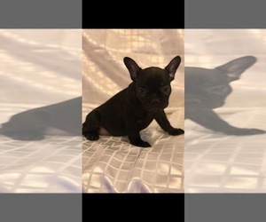 french bulldog for sale brooklyn