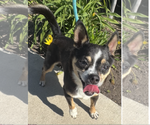 Chihuahua-Unknown Mix Dogs for adoption in Newport Beach, CA, USA