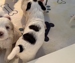 Small Photo #9 Bernedoodle (Miniature) (+ Poodle Miniature) Puppy For Sale in BREA, CA, USA