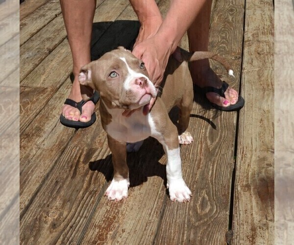 Medium Photo #2 American Bully Puppy For Sale in LENOIR CITY, TN, USA