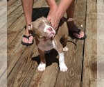 Small Photo #2 American Bully Puppy For Sale in LENOIR CITY, TN, USA