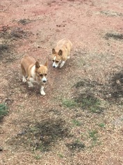Father of the Pembroke Welsh Corgi puppies born on 02/13/2017