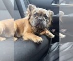 Small Photo #1 French Bulldog Puppy For Sale in ELK RIVER, MN, USA