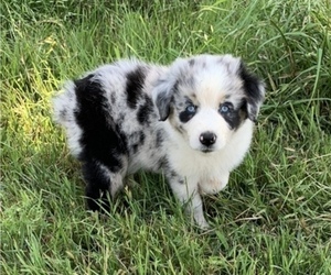 Australian Shepherd Puppy for Sale in EDMOND, Oklahoma USA