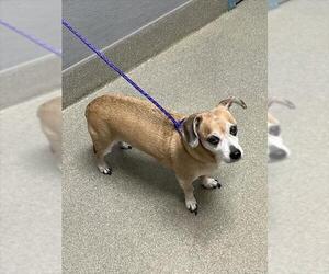 Chihuahua-Unknown Mix Dogs for adoption in Las Vegas, NV, USA