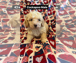 Small Photo #2 Cocker Spaniel-Poodle (Miniature) Mix Puppy For Sale in AMSTERDAM, MO, USA