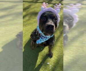 Rottweiler-Unknown Mix Dogs for adoption in Naples, FL, USA