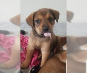 Mutt Dogs for adoption in Winter Park, CO, USA
