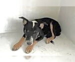 A662945 - Female German Shepherd Dog-Unknown Mix Dog for Adoption - Small photo
