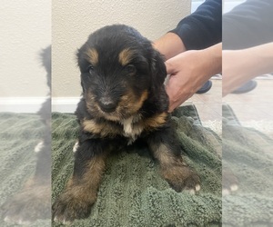 Bernedoodle-Bernese Mountain Dog Mix Puppy for sale in CEDAR RAPIDS, IA, USA