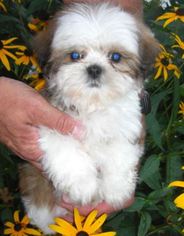 Shih Tzu Puppy for sale in MINNEAPOLIS, MN, USA