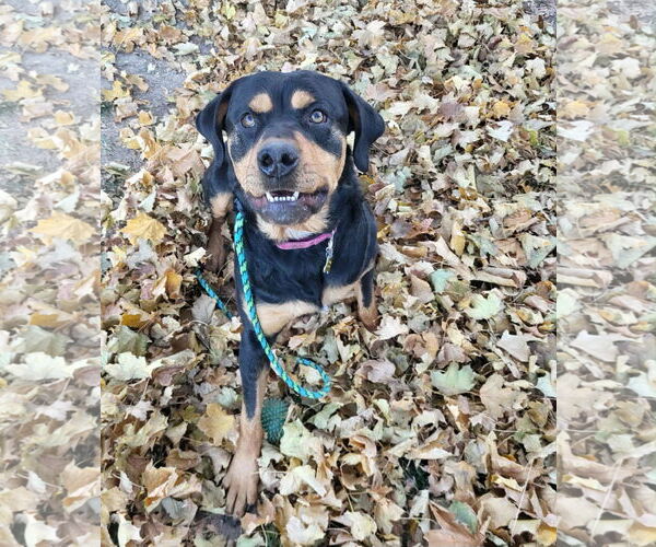 Medium Photo #9 Rottweiler-Unknown Mix Puppy For Sale in Sandy, UT, USA