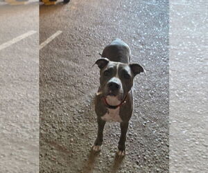 American Pit Bull Terrier-Unknown Mix Dogs for adoption in The Woodlands, TX, USA