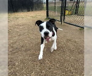 Mutt Dogs for adoption in Evansville, IN, USA