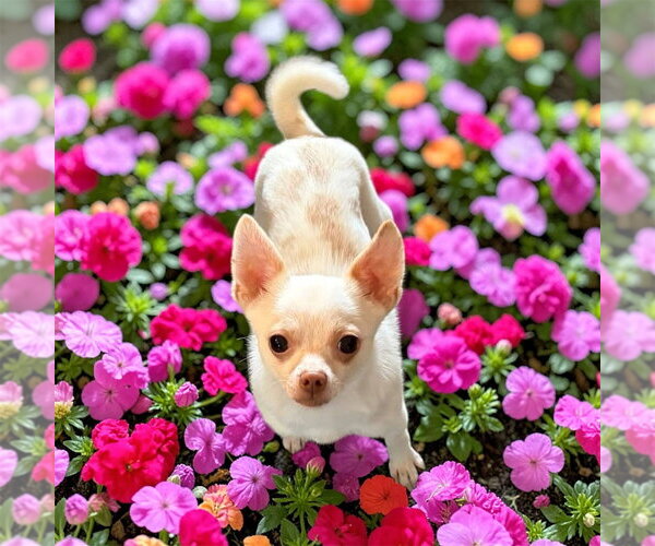 Medium Photo #1 Chihuahua-Unknown Mix Puppy For Sale in Bellingham, WA, USA