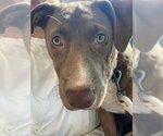 Small #1 Mutt