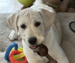 Puppy Violet English Cream Golden Retriever-Golden Labrador Mix