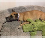 Small #3 Great Dane