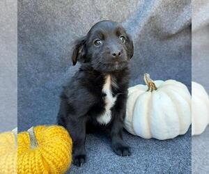 Colonial Cocker Spaniel-Unknown Mix Dogs for adoption in San Diego, CA, USA